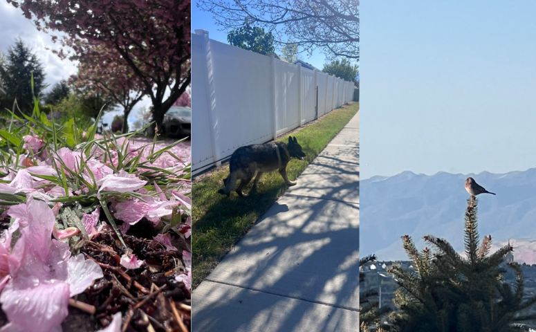 Three pictures in one image. On the left are pink flower petals next to green grass on a rained on sidewalk. The middle photo is of a sable german shepherd walking on some grass next to the sidewalk by a white vinyl fence. The last picture on the right is of a small bird on top of a pine type tree with the Wasatch mountains in the background at a distance.
